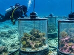 Representative image of an underwater reef experiment showing differences in coralline algae growth under varying ocean acidification conditions.