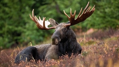 A moose rests in Newfoundland’s forest landscape, where the species’ introduction in 1904 eventually contributed to major changes in the island’s forests. (Wikimedia Commons) A moose rests in Newfoundland’s forest landscape, where the species’ introduction in 1904 eventually contributed to major changes in the island’s forests. (Wikimedia Commons)