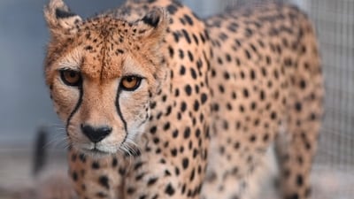 Two Cheetah have killed two calves in an MP village. (Representational Image) (AFP)