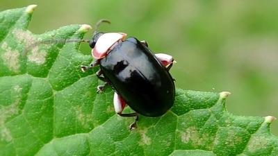 The adult Aphthona beetles are feeders of the leafy spurge. The adult Aphthona beetles are feeders of the leafy spurge.