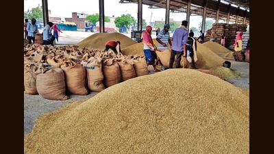 Higher prices have raised farmers’ expectations of improved returns from premium aromatic paddy varieties. (HT File) Higher prices have raised farmers’ expectations of improved returns from premium aromatic paddy varieties. (HT File)