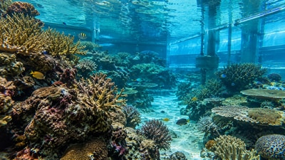 After decades without new corals, researchers introduced 108 coral fragments into Biosphere 2’s 2.6-million-liter ocean habitat. (AI-generated/ ChatGPT) After decades without new corals, researchers introduced 108 coral fragments into Biosphere 2’s 2.6-million-liter ocean habitat. (AI-generated/ ChatGPT)