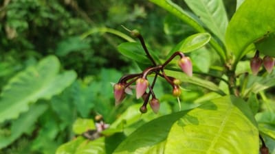 Assam's hidden biodiversity reveals three discoveries. (X/@himantabiswa) Assam's hidden biodiversity reveals three discoveries. (X/@himantabiswa)