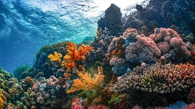 Coral reefs are built by living organisms, and rising ocean acidity makes that building harder. (Representational/Unsplash) Coral reefs are built by living organisms, and rising ocean acidity makes that building harder. (Representational/Unsplash)