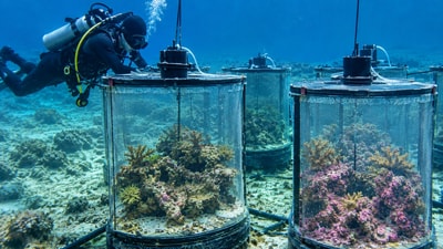 Representative image of an underwater reef experiment showing differences in coralline algae growth under varying ocean acidification conditions. ( AI-generated/ ChatGPT) Representative image of an underwater reef experiment showing differences in coralline algae growth under varying ocean acidification conditions. ( AI-generated/ ChatGPT)