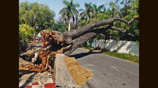 The uprooted tree in Sector 15, Chandigarh, on Monday. (Keshav Singh/HT)