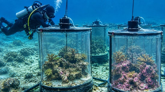 Representative image of an underwater reef experiment showing differences in coralline algae growth under varying ocean acidification conditions.