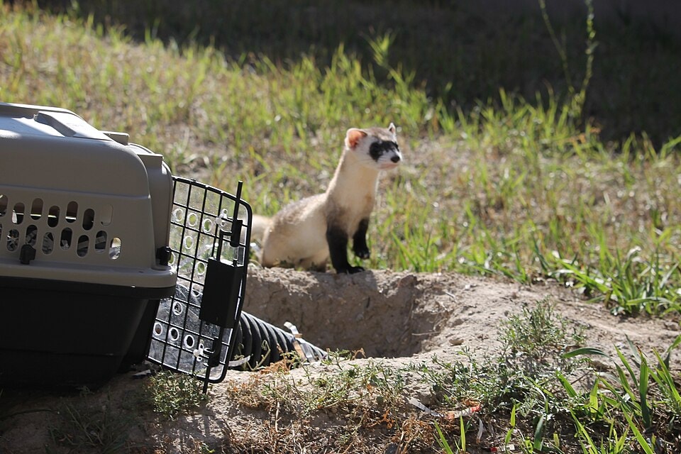 A black-footed ferret emerges from a transport carrier during a reintroduction effort. (Wikimedia Commons) A black-footed ferret emerges from a transport carrier during a reintroduction effort. (Wikimedia Commons)