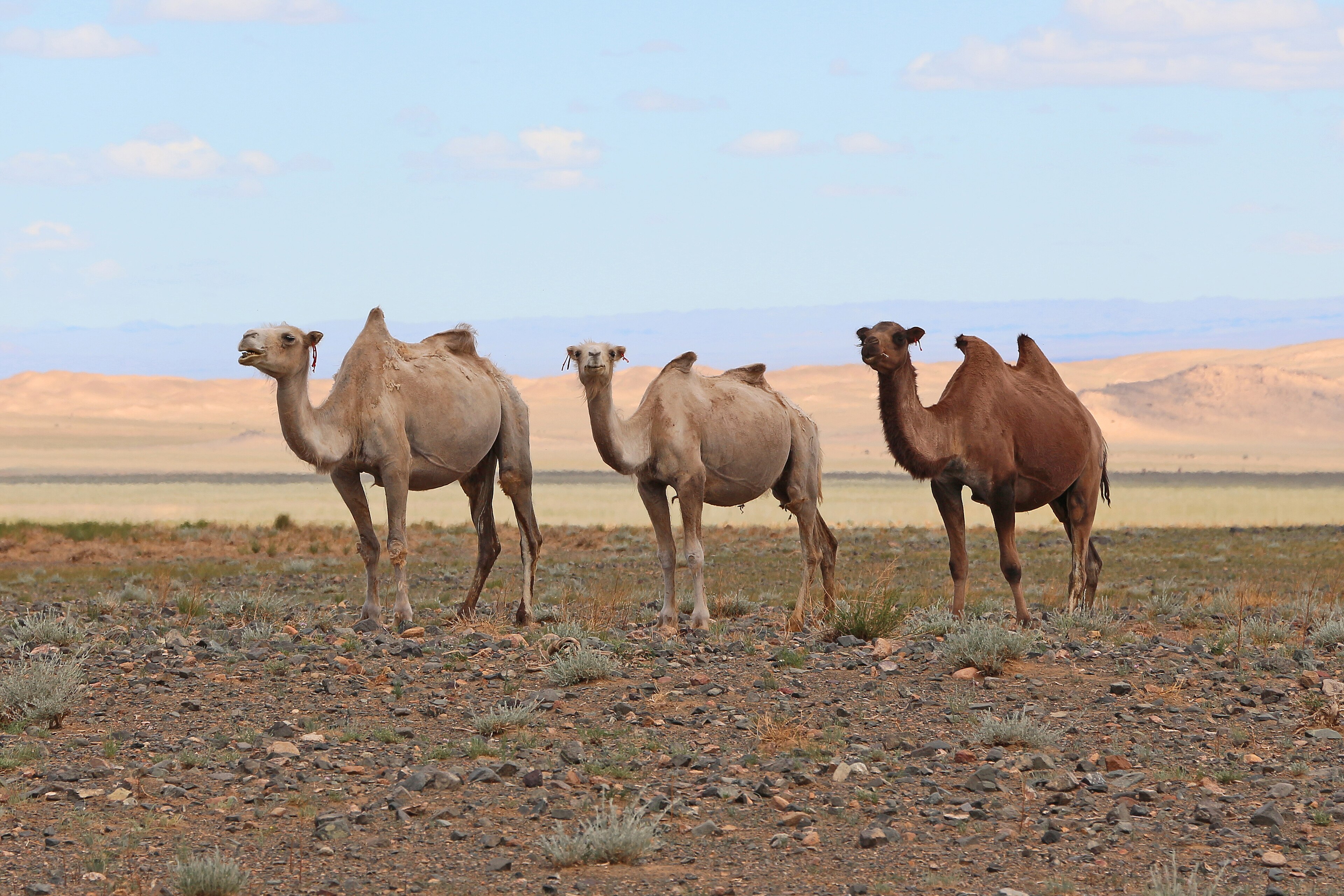 Urban migration, education away from home, aging practitioners and better-paying jobs are shrinking the number of people who carry on Mongolia’s camel-coaxing ritual. (Wikimedia Commons)