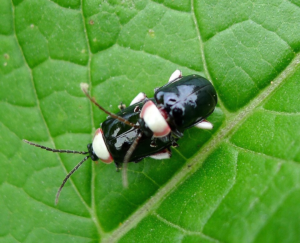 Flea beetles reproduce rapidly on leafy spurge, allowing their populations to spread widely and build up enough numbers to suppress the invasive weed. (Wikimedia Commons) Flea beetles reproduce rapidly on leafy spurge, allowing their populations to spread widely and build up enough numbers to suppress the invasive weed. (Wikimedia Commons)