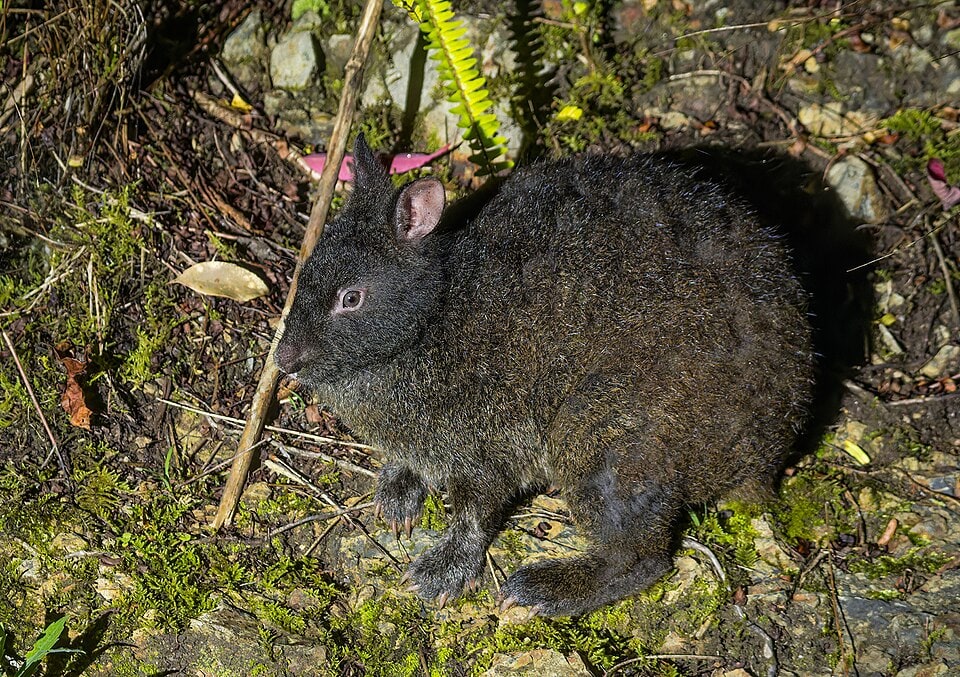 Population of Amami Rabbit (Pentalagus furnessi) started recovering after Indian Mongoose eradication. (Wikimedia Commons.)