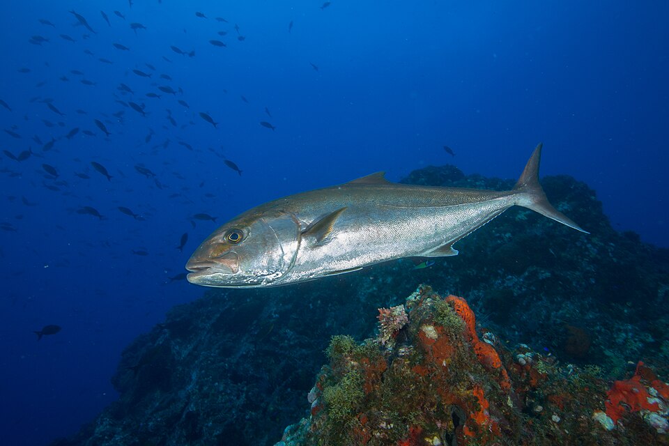 A greater amberjack swimming above a reef. (Wikimedia Commons) A greater amberjack swimming above a reef. (Wikimedia Commons)