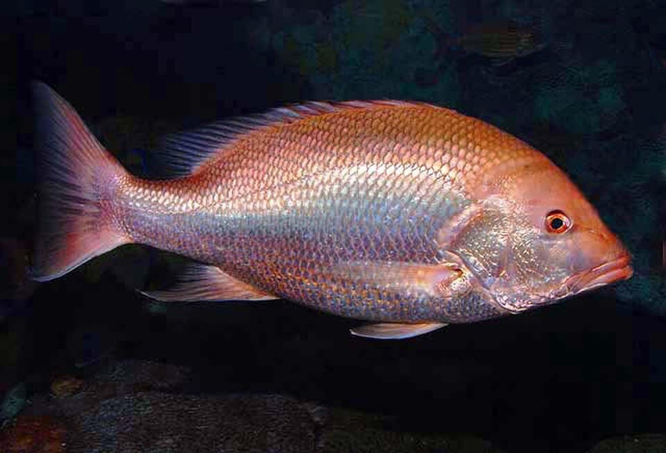 Red snapper were the focus of a 2012 study on how artificial reefs and fish age are linked. (Wikimedia Commons) Red snapper were the focus of a 2012 study on how artificial reefs and fish age are linked. (Wikimedia Commons)