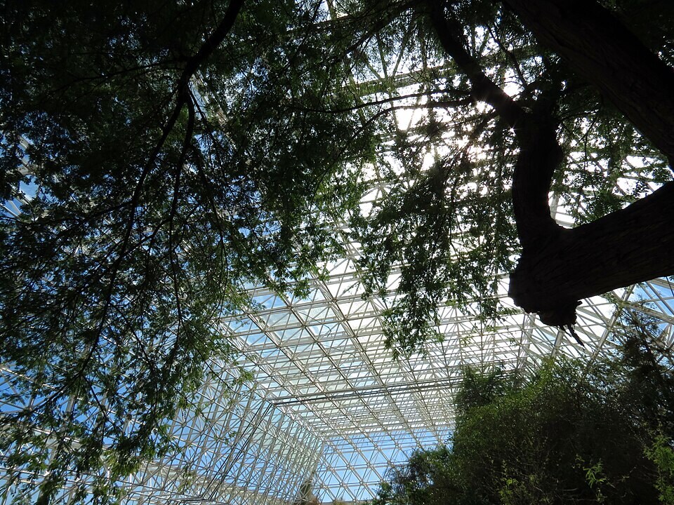 In the controlled Biosphere 2 experiment, drought-sensitive canopy trees sharply reduced water use, while drought-tolerant trees retained leaves and shaded the forest floor. (Wikimedia Commons) In the controlled Biosphere 2 experiment, drought-sensitive canopy trees sharply reduced water use, while drought-tolerant trees retained leaves and shaded the forest floor. (Wikimedia Commons)