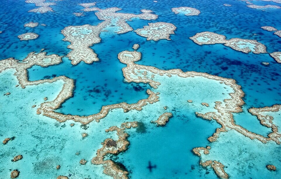 The Great Barrier Reef, seen from above. The experiment took place at One Tree Island, a small coral cay at the reef’s southern end. (Wikimedia Commons) The Great Barrier Reef, seen from above. The experiment took place at One Tree Island, a small coral cay at the reef’s southern end. (Wikimedia Commons)