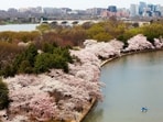 The first Japanese cherry trees sent to Washington in 1910 were burned after inspectors found pests. The episode strengthened support for the Plant Quarantine Act of 1912. Japan sent 3,020 replacement trees, two of which were planted on the Tidal Basin in 1912, beginning a lasting tradition.