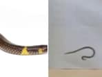 Dwarf reed snakes are known for their rolling behaviour. 