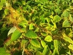 Introduced to North America in the 1860s, Japanese knotweed was once admired for its appearance and practical uses. Its rapid growth later made it a persistent nuisance. The plant spreads through underground rhizomes and tiny stem fragments, forming dense stands that can shade out other vegetation.