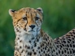 The cub, born to female cheetah Nirva, was rescued on Sunday night and shifted to Kuno National Park for medical examination and treatment. The cub, born to female cheetah Nirva, was rescued on Sunday night and shifted to Kuno National Park for medical examination and treatment.