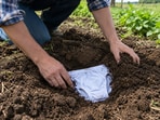 Representative image of a person burying cotton fabric in soil as part of a simple soil-health test.