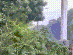 Cyclone Arnab: Strong Winds Uproot Trees, One Falls on House Amid High Alert | #shorts