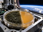 A black mold from Chernobyl’s world went to space, and it grew faster.