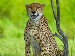 While initial reports suggested the cheetah was injured in its back after being hit by sticks, veterinary examination confirmed gunshot injuries.(Representative Image/Unsplash)