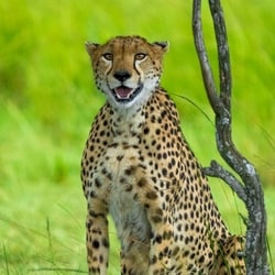 While initial reports suggested the cheetah was injured in its back after being hit by sticks, veterinary examination confirmed gunshot injuries.