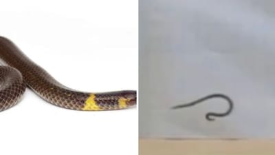 Dwarf reed snakes are known for their rolling behaviour. (Screengrab) Dwarf reed snakes are known for their rolling behaviour. (Screengrab)