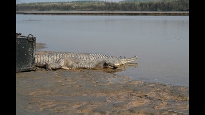 The gharial (Gavialis gangeticus) was released on October 24 after officials kept it at Mahendra Chaudhary Zoological Park, Chhatbir, for nearly three months. The gharial (Gavialis gangeticus) was released on October 24 after officials kept it at Mahendra Chaudhary Zoological Park, Chhatbir, for nearly three months.