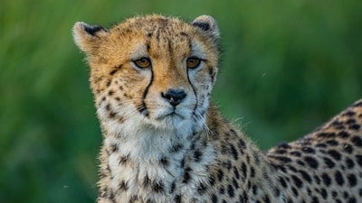 The cub, born to female cheetah Nirva, was rescued on Sunday night and shifted to Kuno National Park for medical examination and treatment. (Representative Image/Unsplash)