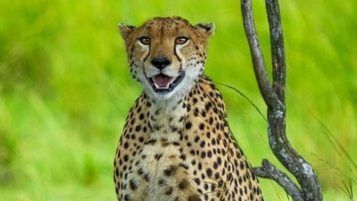 While initial reports suggested the cheetah was injured in its back after being hit by sticks, veterinary examination confirmed gunshot injuries. (Representative Image/Unsplash) While initial reports suggested the cheetah was injured in its back after being hit by sticks, veterinary examination confirmed gunshot injuries. (Representative Image/Unsplash)