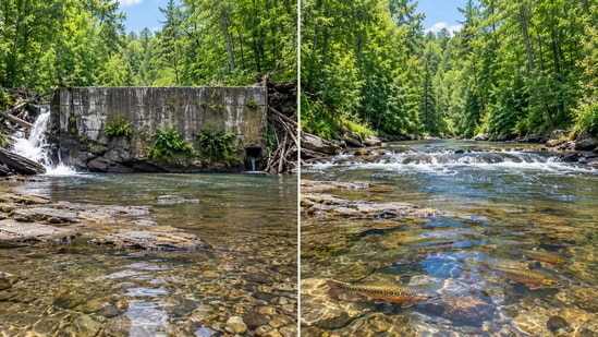 With the dam gone, the river runs free again, and brook trout have access to cold, clean upstream water. (AI-generated/ChatGPT)