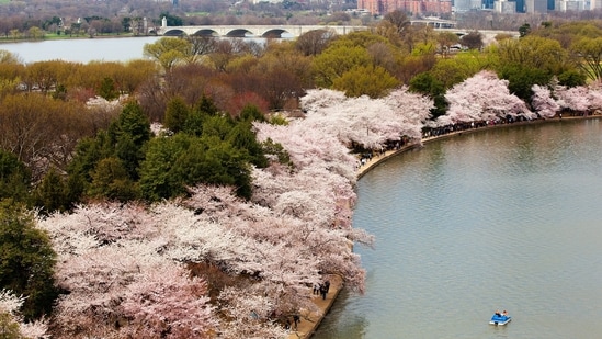 The first Japanese cherry trees sent to Washington in 1910 were burned after inspectors found pests. The episode strengthened support for the Plant Quarantine Act of 1912. Japan sent 3,020 replacement trees, two of which were planted on the Tidal Basin in 1912, beginning a lasting tradition.