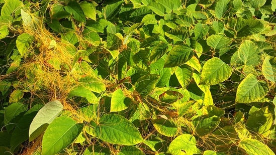 Introduced to North America in the 1860s, Japanese knotweed was once admired for its appearance and practical uses. Its rapid growth later made it a persistent nuisance. The plant spreads through underground rhizomes and tiny stem fragments, forming dense stands that can shade out other vegetation.