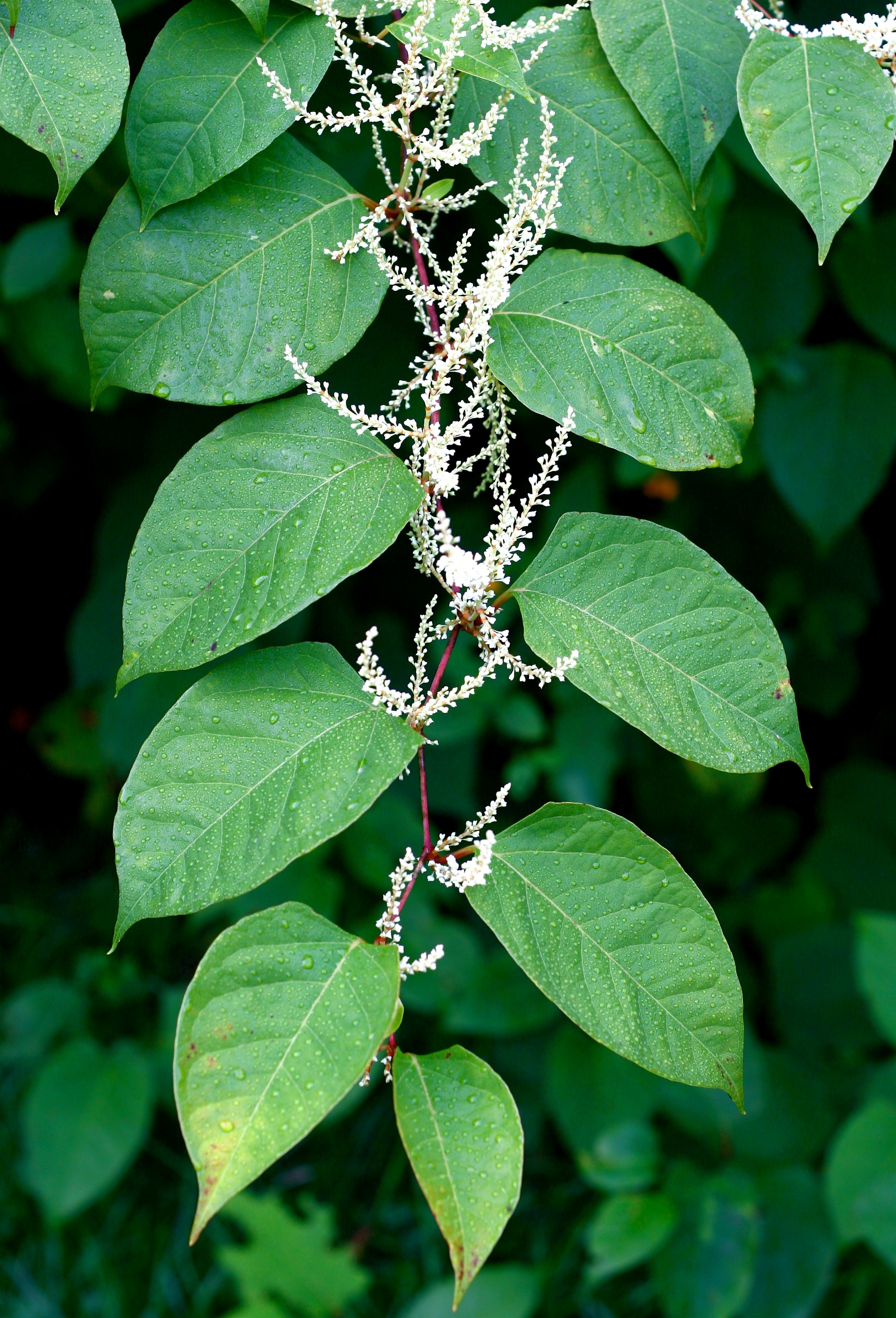 Historical records show Japanese knotweed was growing in New York by the 19th century, with records increasing sharply in the 1950s and 1960s. Researchers say widespread planting may have contributed. (Wikimedia Commons)