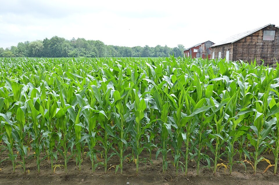 A cornfield in Ontario, illustrating the crop production context of research examining soil health and the effects of red clover on subsequent corn yields. (Wikimedia Commons) A cornfield in Ontario, illustrating the crop production context of research examining soil health and the effects of red clover on subsequent corn yields. (Wikimedia Commons)