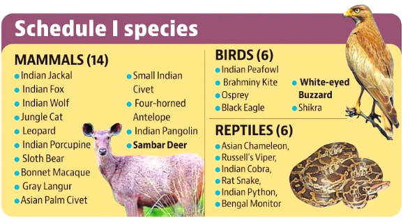 Schedule 1 species (HT PRINT) Schedule 1 species (HT PRINT)