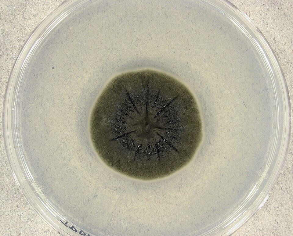 The same species tested on the space station, shown here as a lab-grown colony on agar. (Wikimedia Commons) The same species tested on the space station, shown here as a lab-grown colony on agar. (Wikimedia Commons)