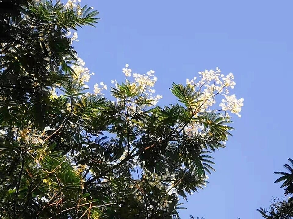 Albizia’s shade makes it hard for seedlings of many native species to grow. (Wikimedia Commons) Albizia’s shade makes it hard for seedlings of many native species to grow. (Wikimedia Commons)
