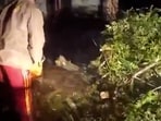 Odisha Firefighters Clear Roads After Cyclone Arnab Uproots Trees in Mohana