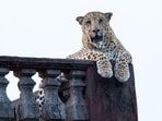 Bahadur surveys his kingdom from an abandoned watchtower in Jhalana,