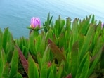 Once planted to control erosion, South African ice plant has spread along California’s coast, forming dense mats that displace native species and alter dune habitats. Park monitoring found it in eight of 12 plots, and volunteers work to remove it.(Wikimedia Commons)
