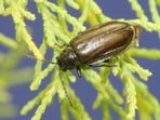 Tamarisk leaf beetles were introduced to control an invasive shrub, but their damage coincided with a 90.7% decline in predicted flycatcher habitat along part of the Virgin River. 