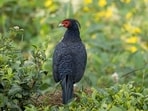 Kalij pheasant in lush Hawaiian vegetation, illustrating the spread of introduced birds and concerns about their potential role in dispersing invasive plant seeds.