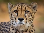 The cheetah, KNG22, was shot with pellets, veterinarians confirmed after extracting five pellets from its body (PTI)