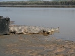 The gharial (Gavialis gangeticus) was released on October 24 after officials kept it at Mahendra Chaudhary Zoological Park, Chhatbir, for nearly three months.
