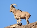 Aoudad (Barbary sheep), native to northern Africa and first released in Texas in 1957.