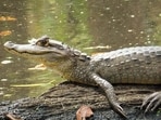 The spectacled caiman, a small crocodilian, now lives in parts of the Florida Everglades.