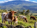 A few cattle given as a gift in 1793 became a lasting force on Hawaii’s land.(AI-generated/ChatGPT)